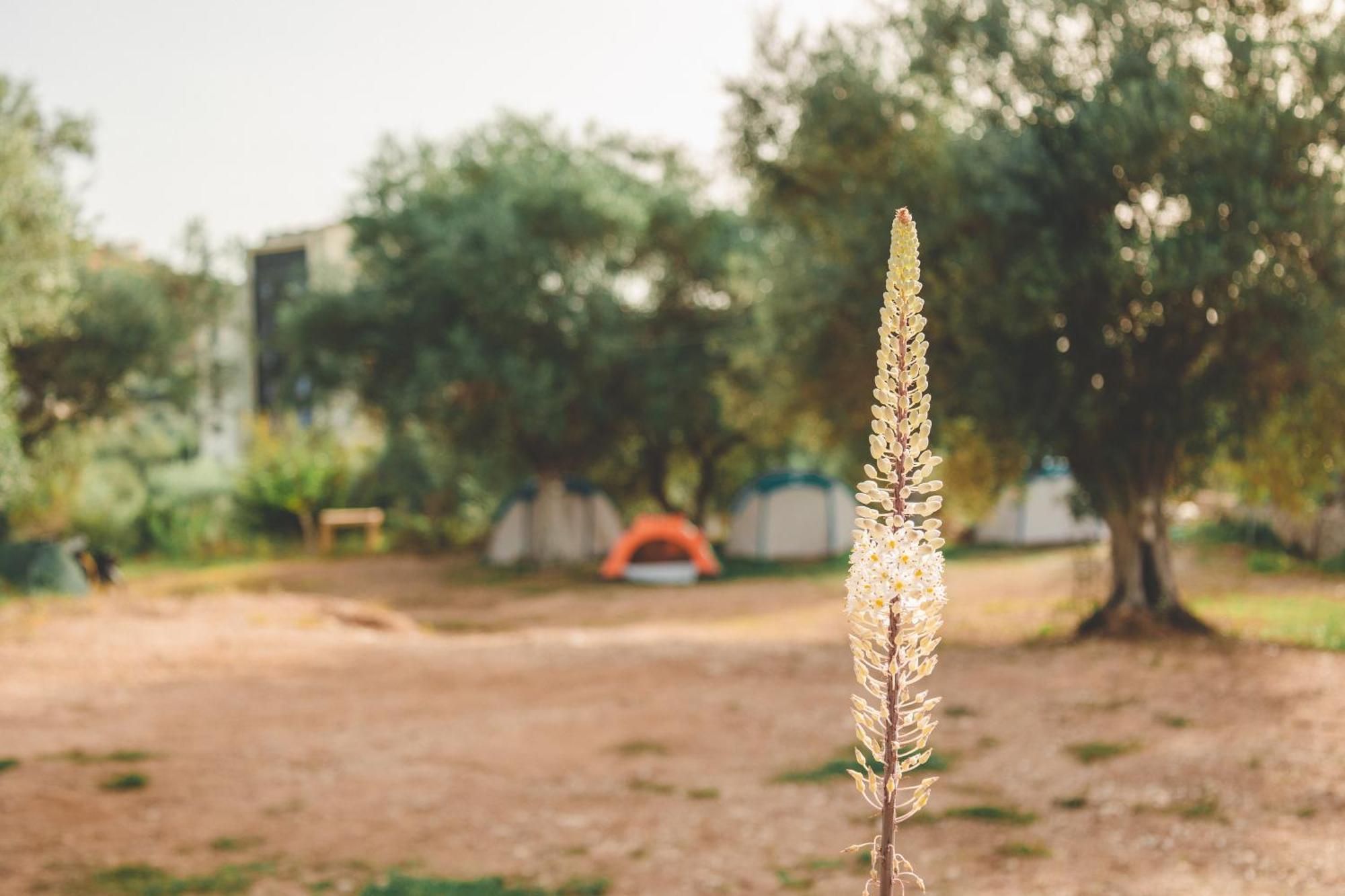 Olive Camping Hotel Himare Exterior photo